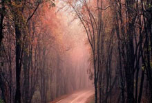 德甲-勒沃库森2-1美因茨 领先拜仁11分33场不败.